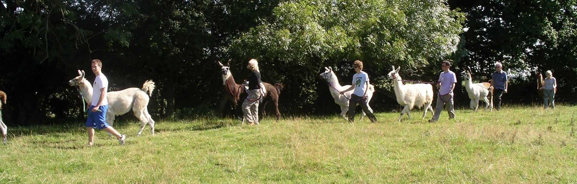 Llamas Trekking Llamas Trekking