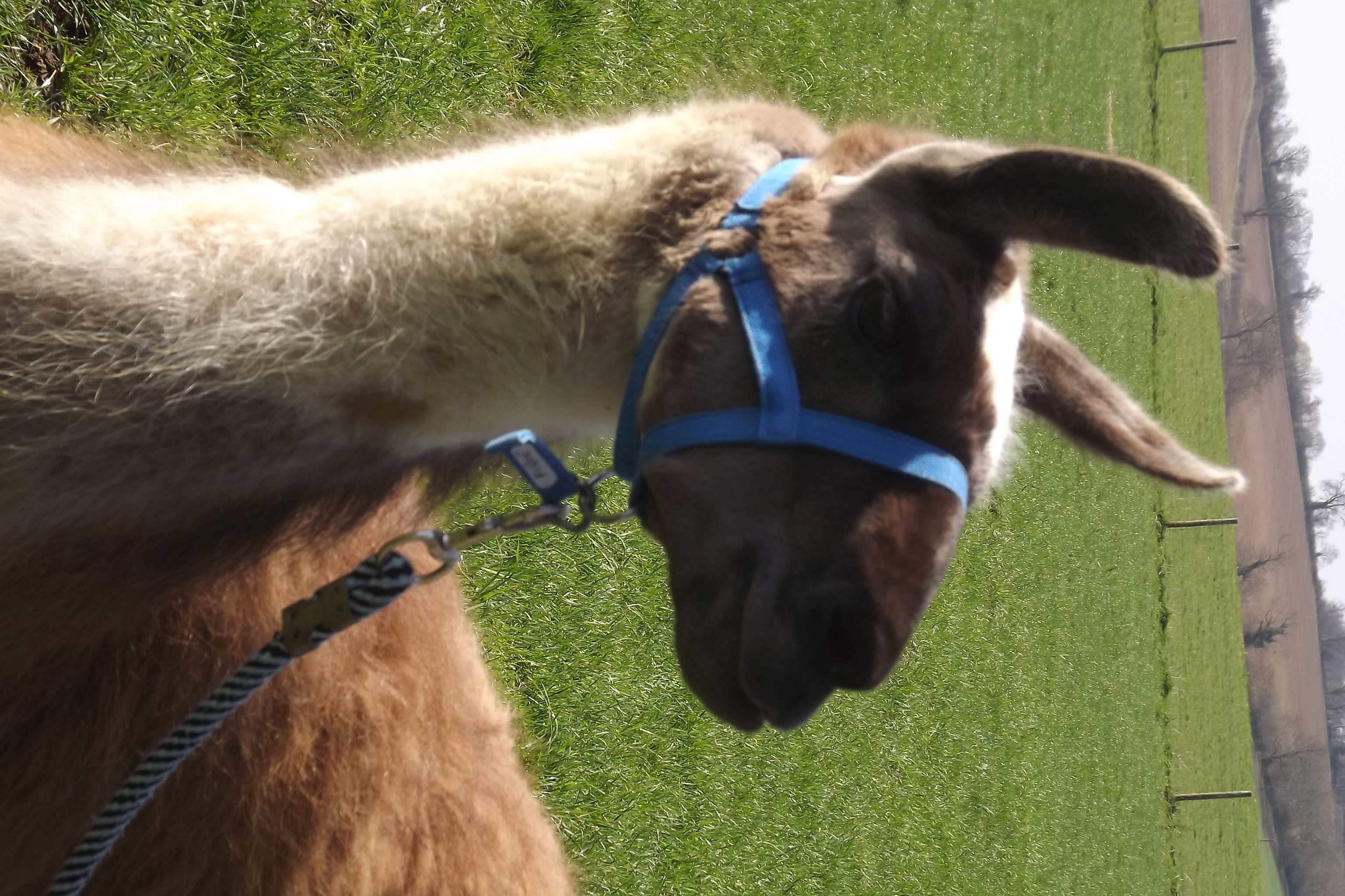 Adopt a Llama Catanger Llamas