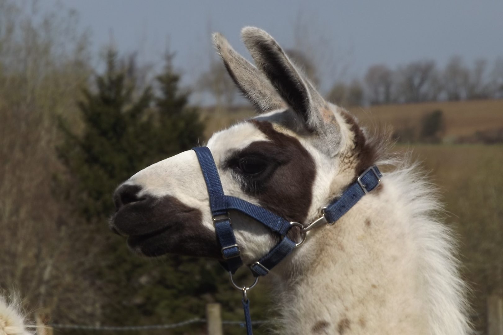 Adopt a Llama Catanger Llamas