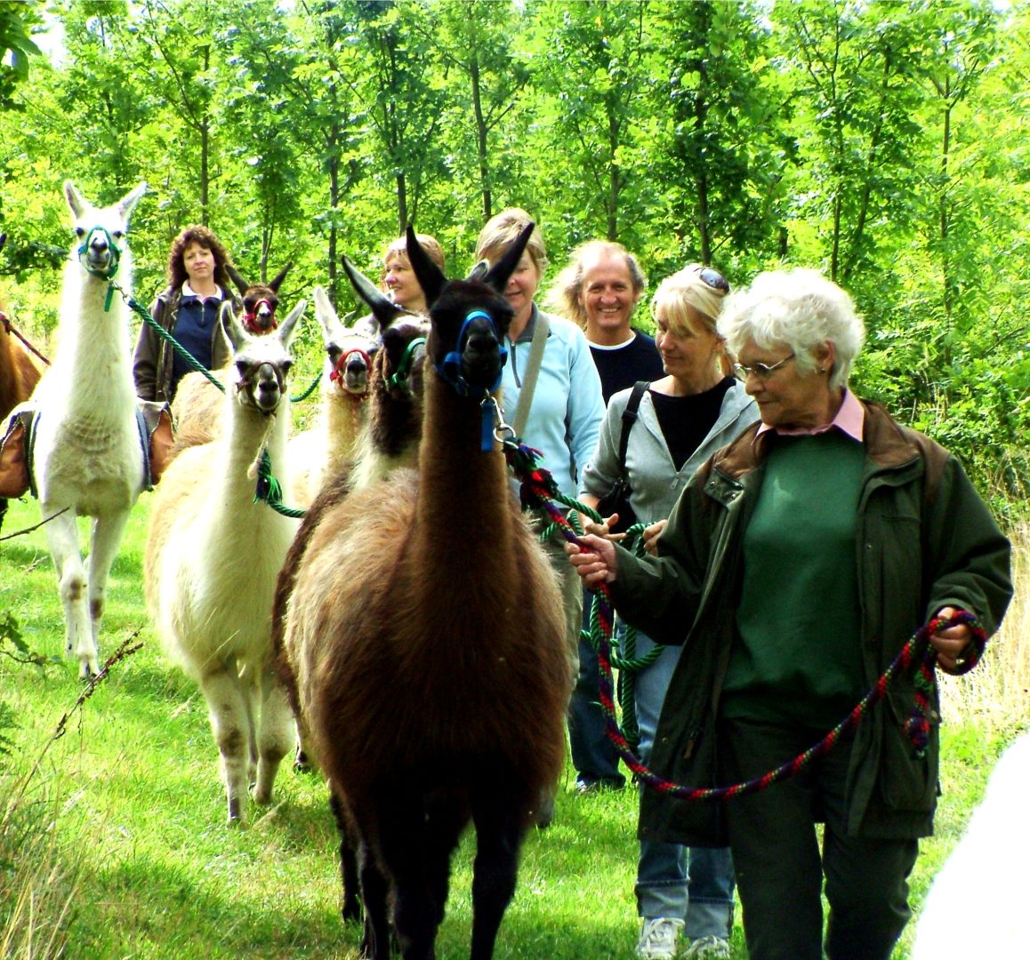 Llama Trekking Gallery Catanger Llamas